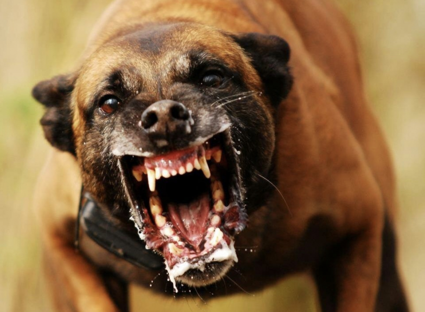 Новороссийцев могут обязать получать лицензию на опасные породы собак