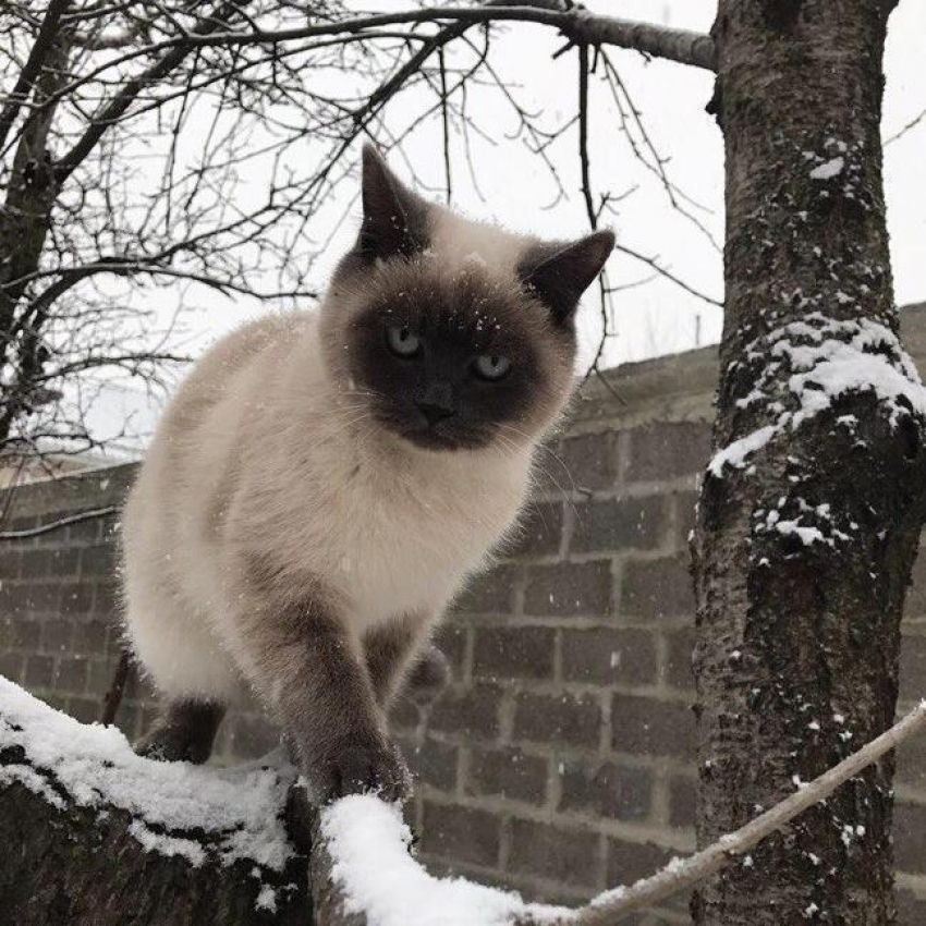 Бади - охотник в конкурсе «Самый красивый кот-2018"