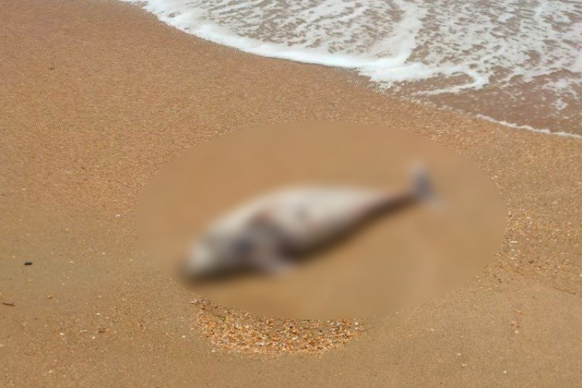 Виноваты люди — нашлась причина гибели более 40 дельфинов в Черном море