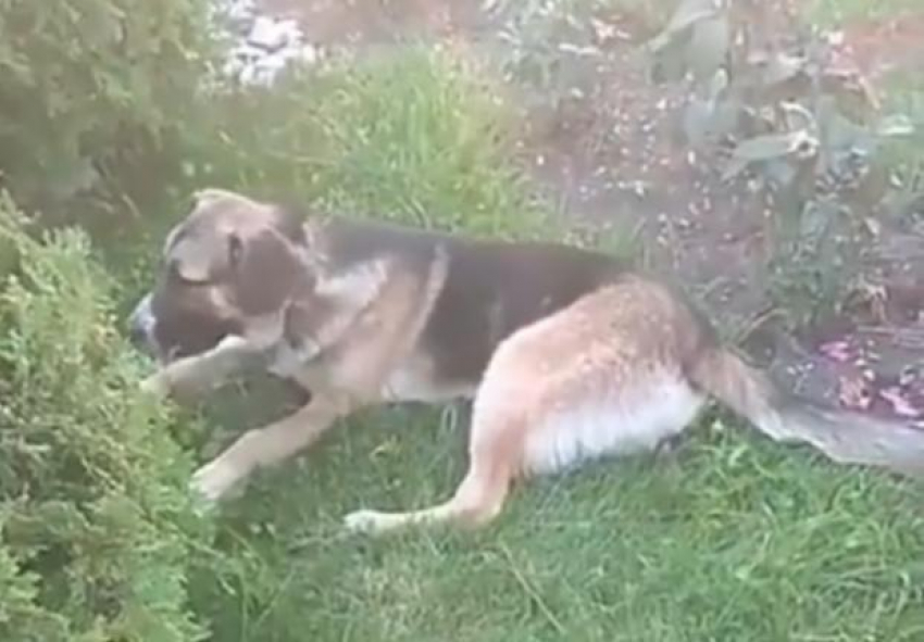 Умирают отравленные собаки на глазах отдыхающих в Геленджике