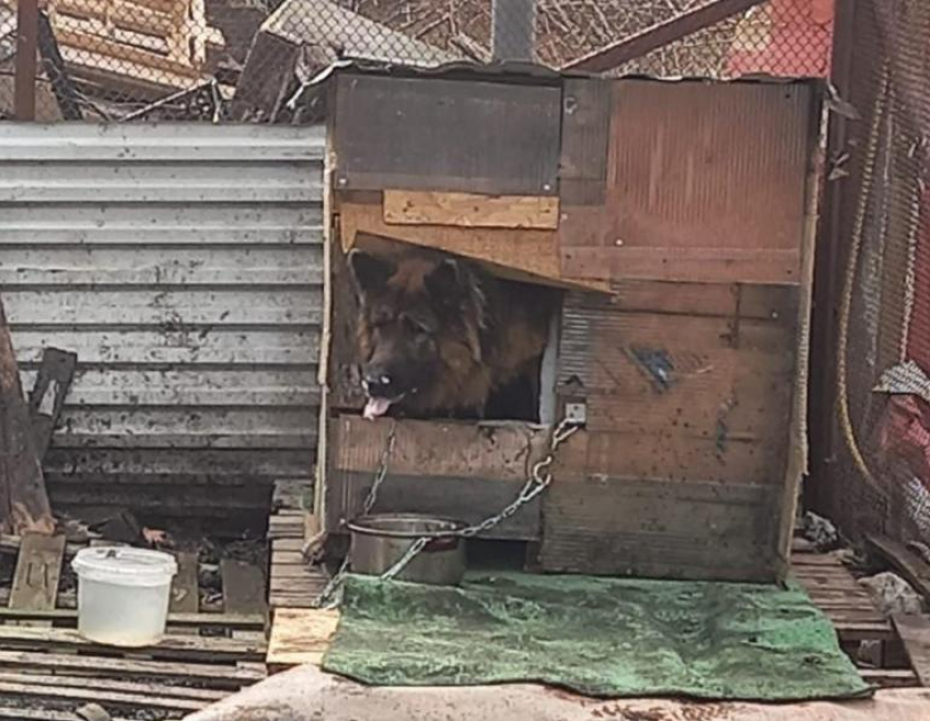 "Я больше его не слышу": жительница Новороссийска о собаке, которую бьют лопатой и кормят раз в неделю 