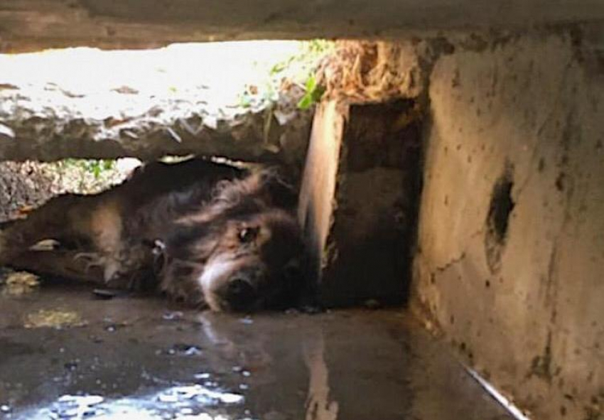 Измученного пса достали из «плена» новороссийские спасатели