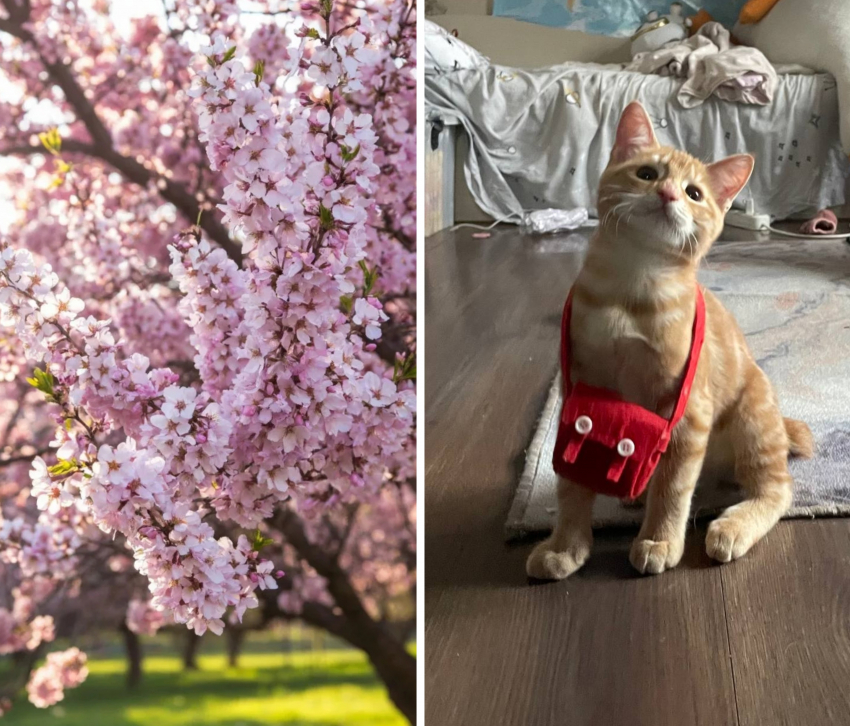 Новороссийцы посадили миндаль и завели кота: чей позитив круче