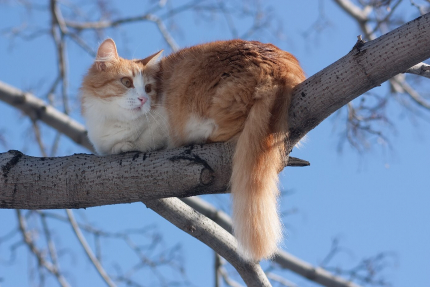Житель улицы Новороссийской пригнал автовышку и спас кота с дерева 