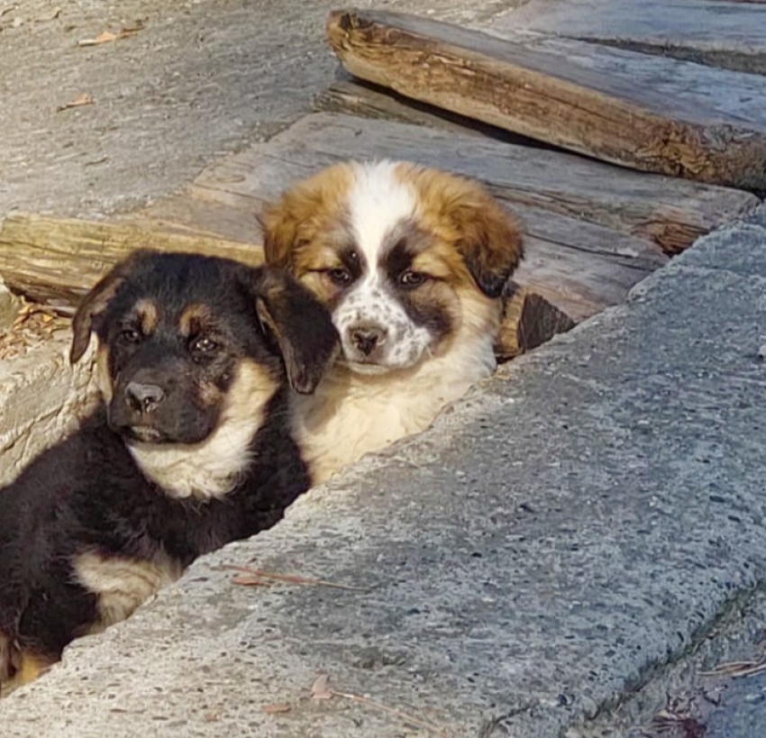 Два грустных щенка из Мысхако сидят в ливнёвке, а могли бы дома в тепле и заботе 