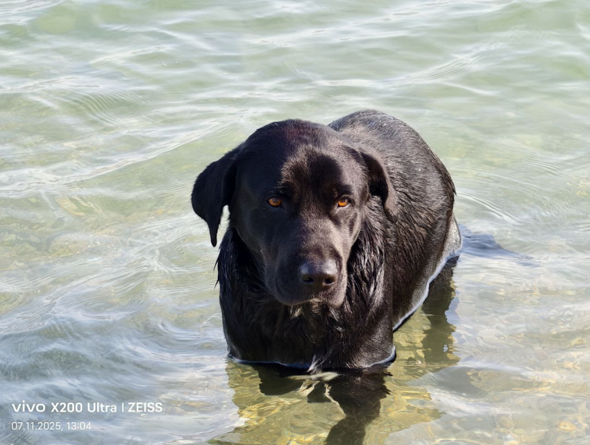 Пёс, любящий купаться в Чёрном море, ищет дом: жизнь на пляже Новороссийска его потрепала 
