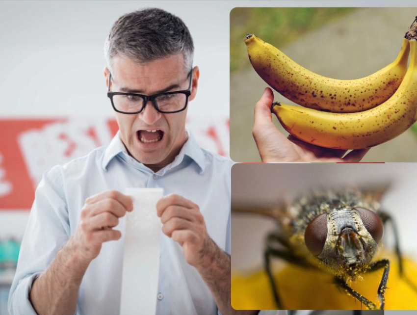 Политика и муха-горбатка сделают бананы «золотыми» в Новороссийске