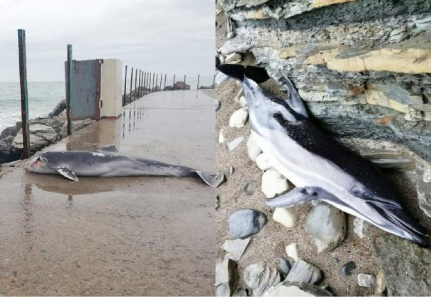 Мертвых дельфинов выбрасывает к берегам Черного моря