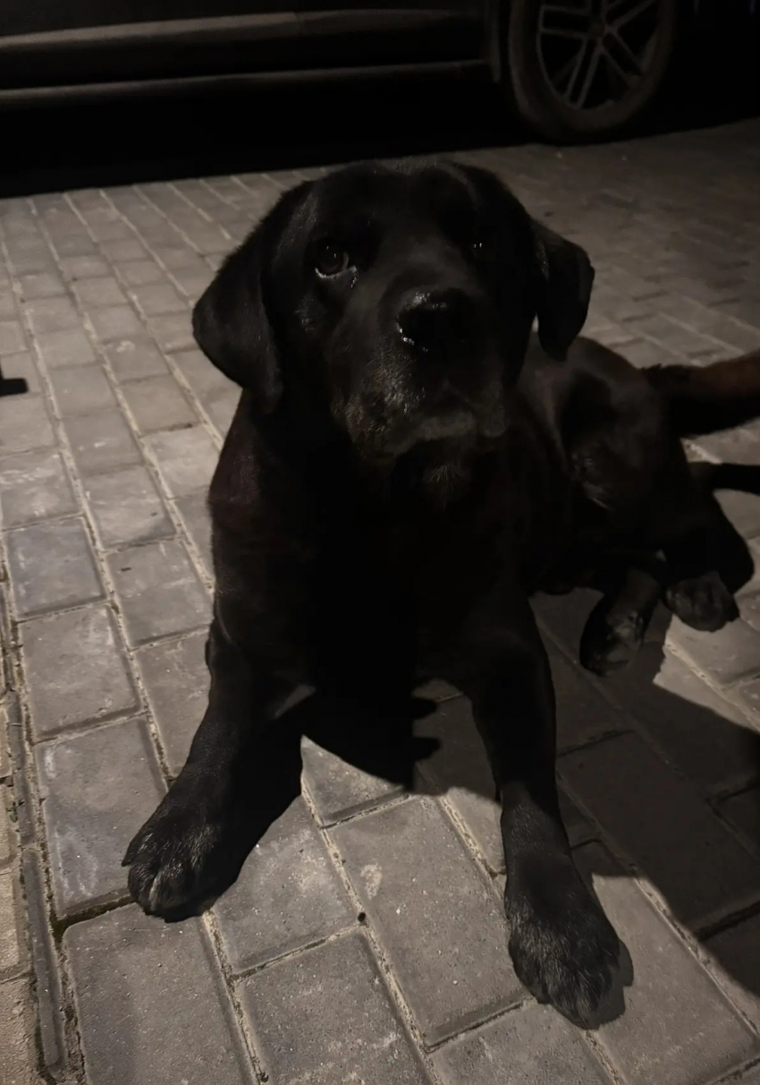 Буч вернулся домой: новороссийцы дождались встречи с питомцем после разлуки 