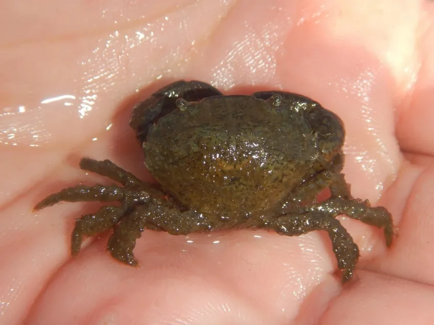 «Американцы пробрались» на территорию русского моря: их обнаружили у берегов Кубани