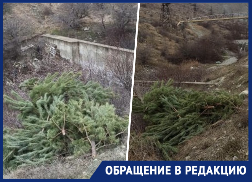 Цена жадности: в Новороссийске стали появляться кладбища елок