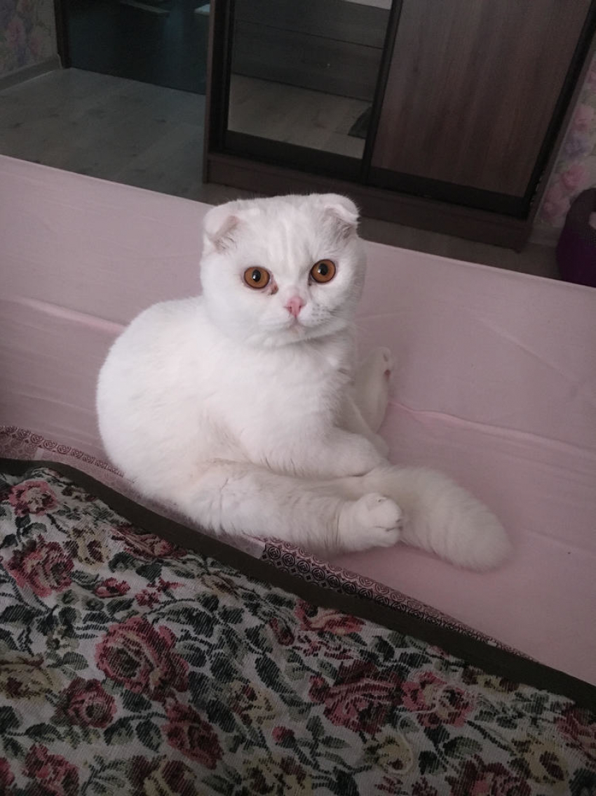 Эльбрус - особенный и уникальный в конкурсе «Самый красивый кот-2018"