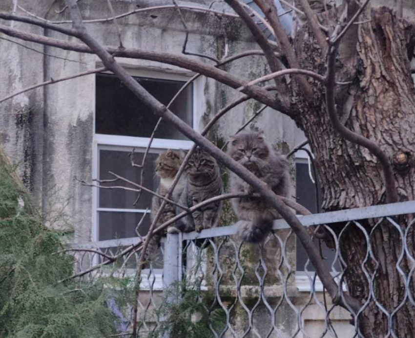 Среда без проблем: Тельцам проявить гибкость а Девам – набраться терпения