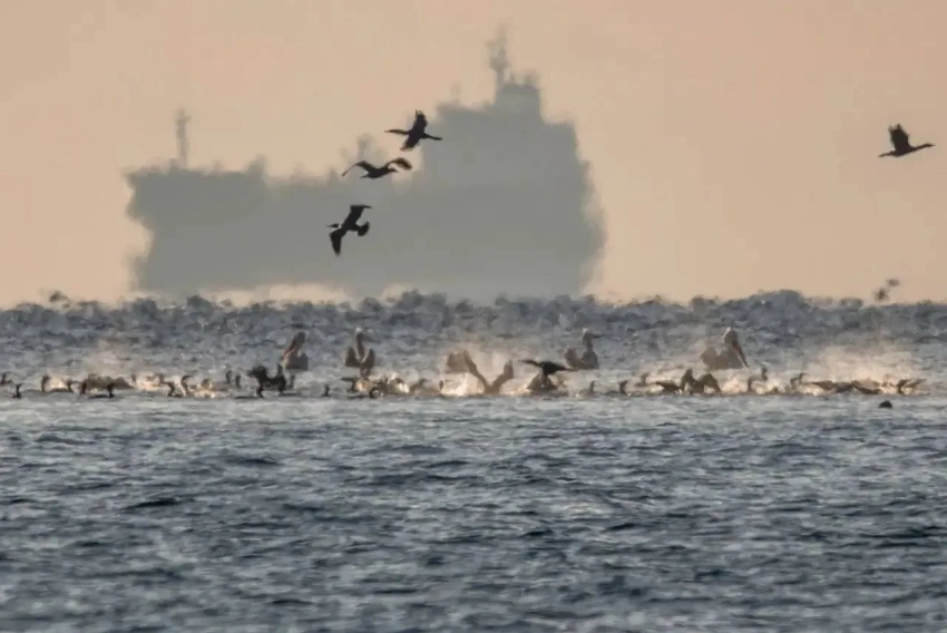 Пеликаны у берега Новороссийска: шесть редких птиц заметили на острове Суджук