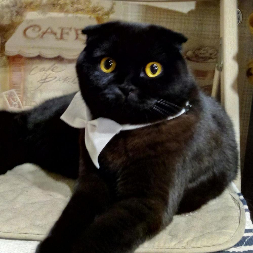 Тимофей - аристократ в конкурсе «Самый красивый кот-2018"
