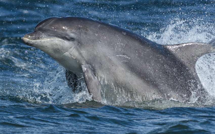 Потеряв 160 собратьев у берегов Сочи, дельфины перебрались к Новороссийску и Геленджику