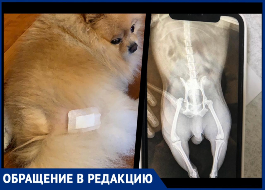 "Всю ночь собака «плакала» и не могла лечь", - жительница Новороссийска о лечении у местных ветеринаров