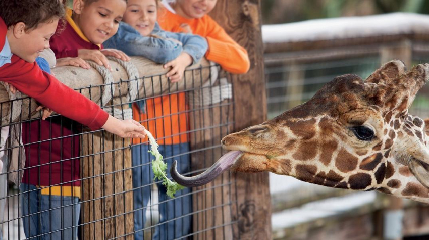 Календарь: 10 июня – День зоопарка