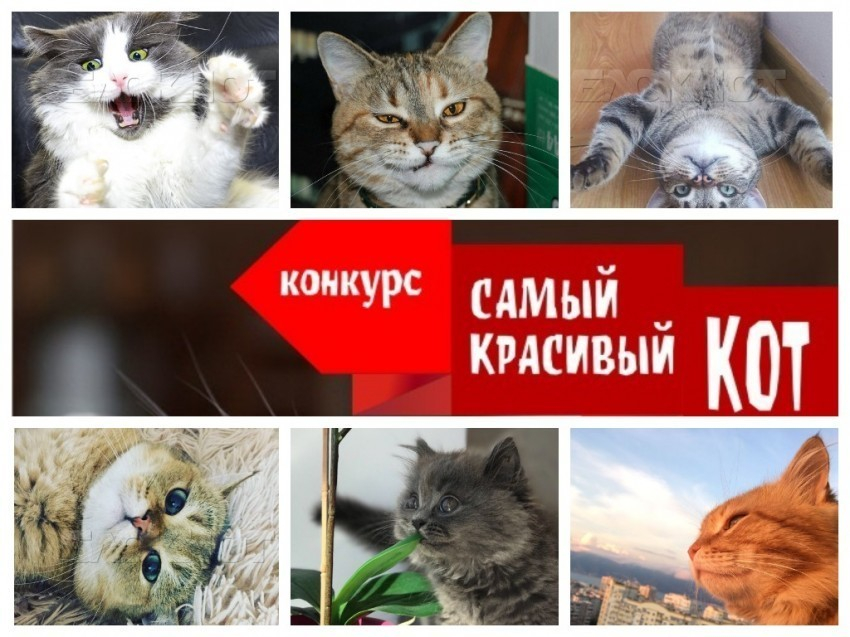 Завершено голосование в конкурсе «Самый красивый кот - 2018"