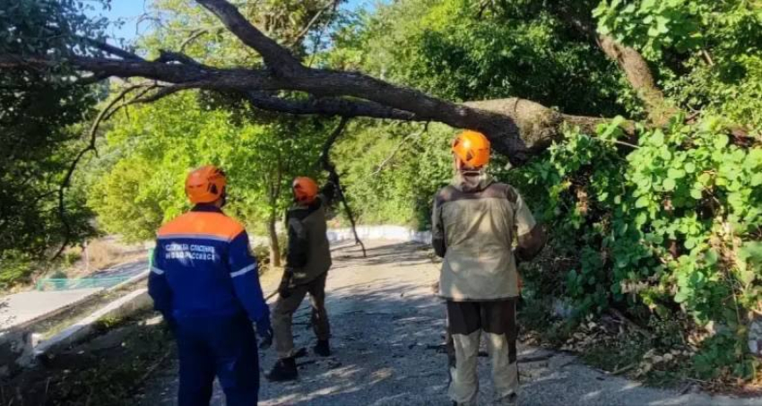 Новороссийск борется с последствиями штормового ветра: упавшее дерево повредило теплотрассу 