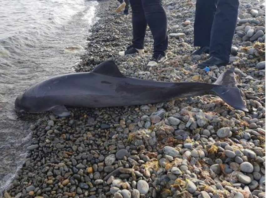 В акватории Новороссийска охотник убил дельфина