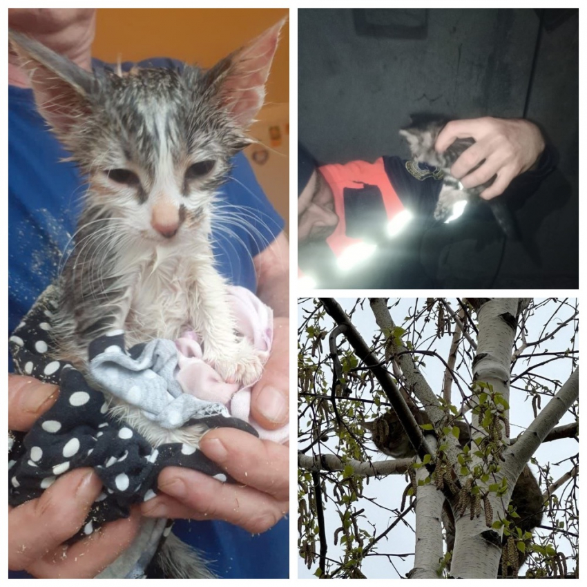 За половину месяца спасателями Новороссийска было спасено 3 котика