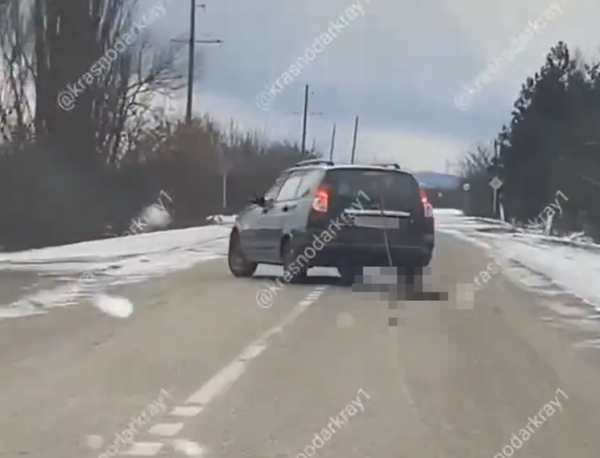 Собаку привязали за шею к машине: в Краснодарском крае жуткое происшествие