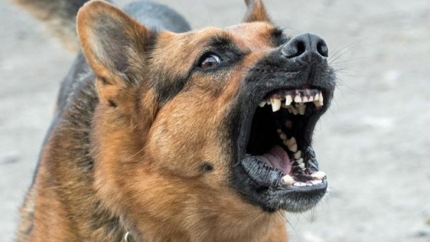 На жительницу Новороссийска напала стая бродячих собак