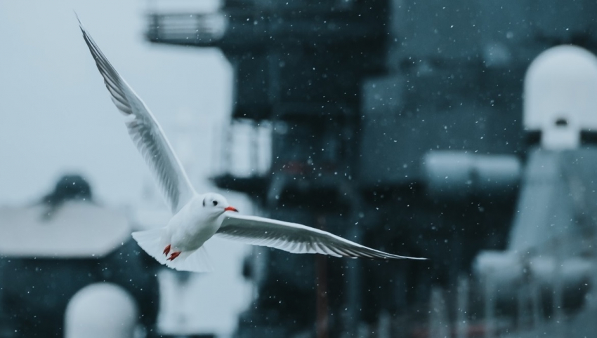 Снег, чайки и море: фотограф запечатлел красоты зимнего Новороссийска