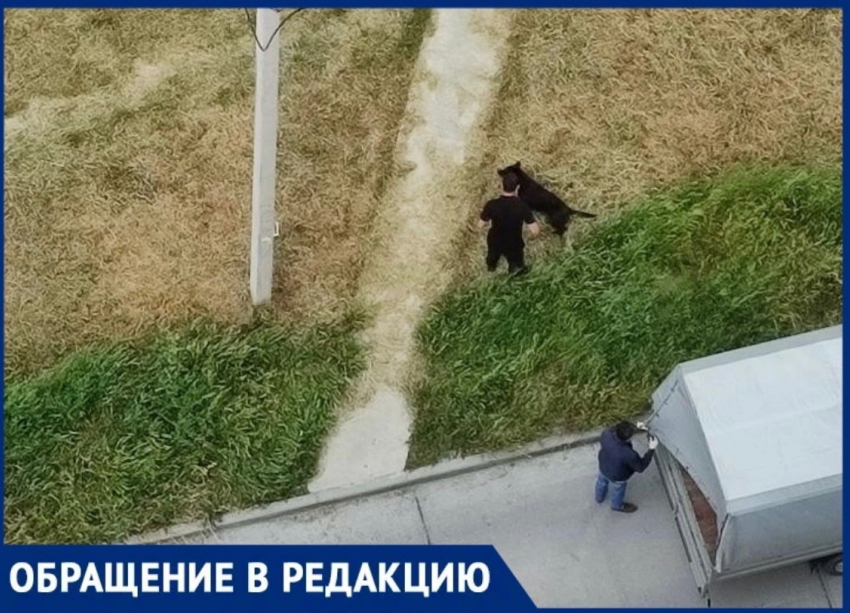 Эпидемия живодерства в Новороссийске — мужчины избивали собаку на глазах у всего дома