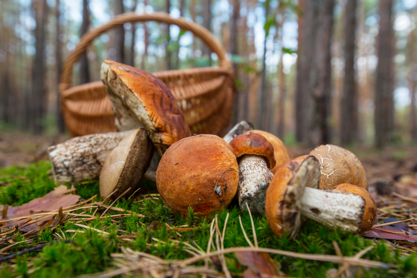 4 новороссийца отравились грибами, собранными в лесу