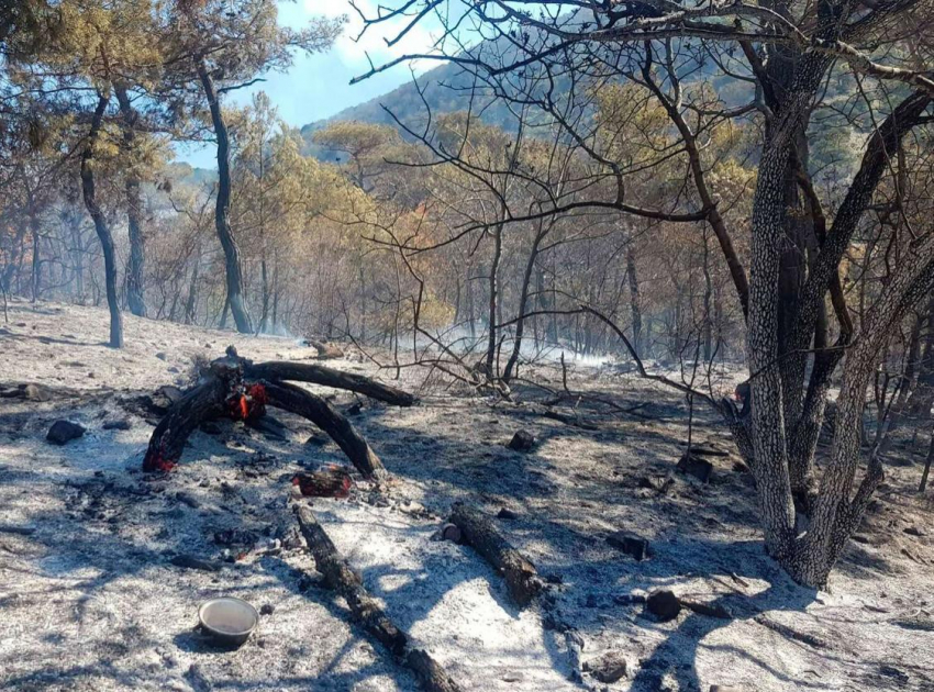 Уголовное дело: за пожар на Утрише ответит директор заповедника