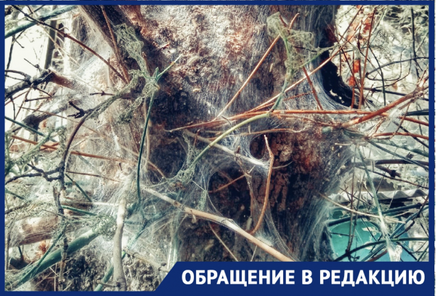 Твари плетут паутину: в одном из дворов Новороссийска можно снимать триллер
