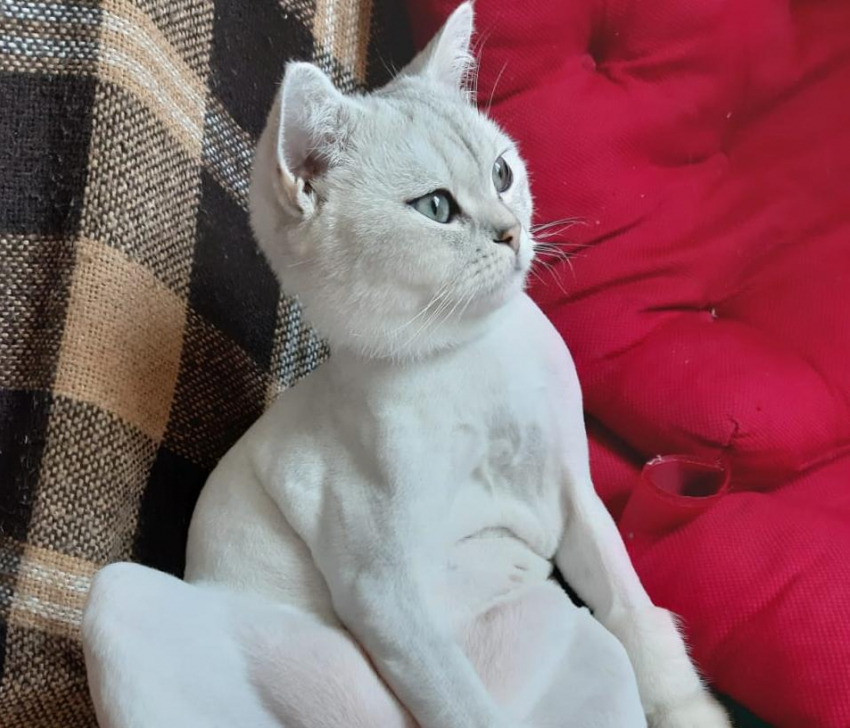 Хозяйка о Кексе: «Должна же у него быть хоть какая-то радость после кастрации"