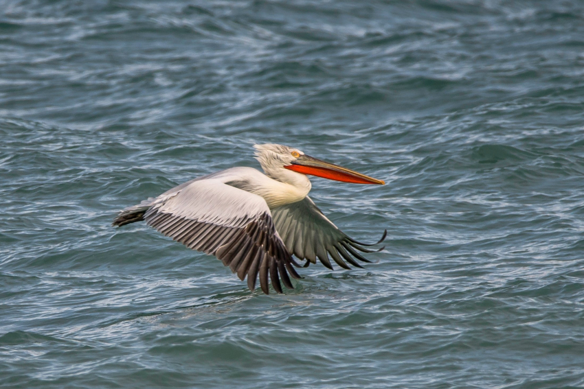 Гоголь и пеликаны: какие необычные птицы прилетели зимовать в Новороссийске 