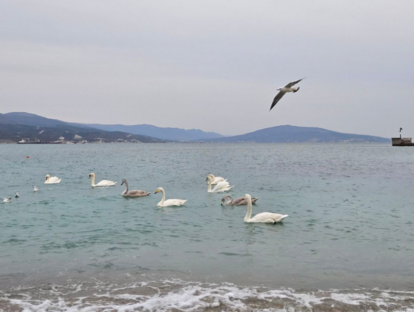 Становится все холоднее: зимняя суббота в Новороссийске