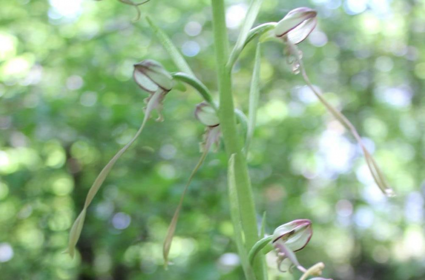 Редчайший сорт орхидей зацвел в Новороссийске среди зарослей и мусора