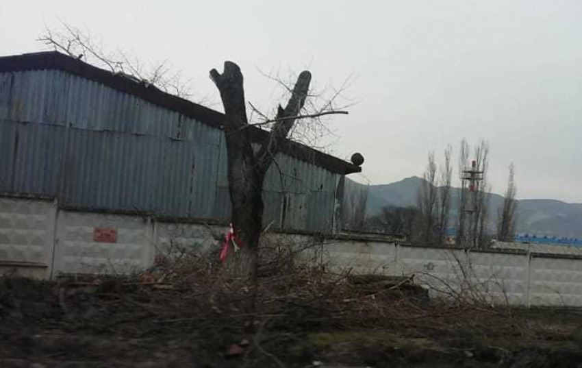 Из-за расширения дороги в Новороссийске страдают деревья