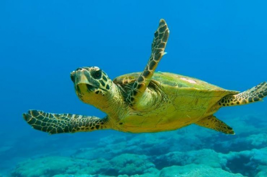 Календарь: 16 июня – Всемирный день морской черепахи
