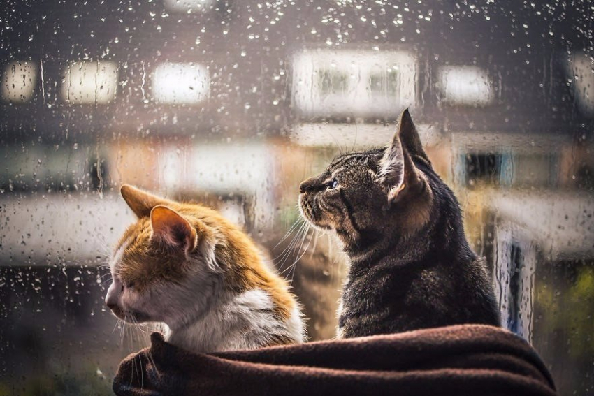 День кошек в Новороссийске начнётся с дождя