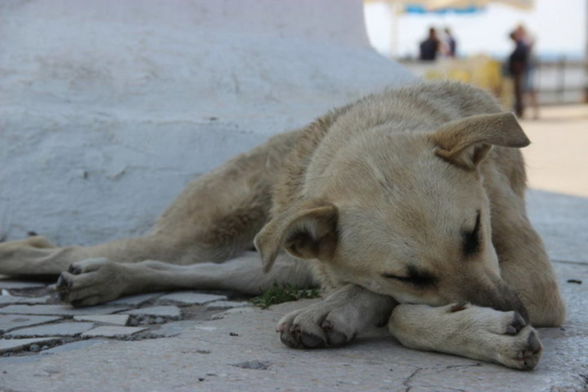 36 городов Кубани получат субсидии на отлов и содержание безнадзорных животных