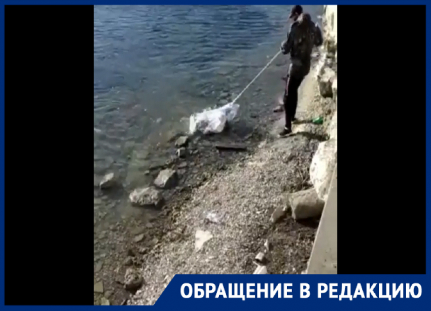 «Тучи» рыб погибают в Новороссийске