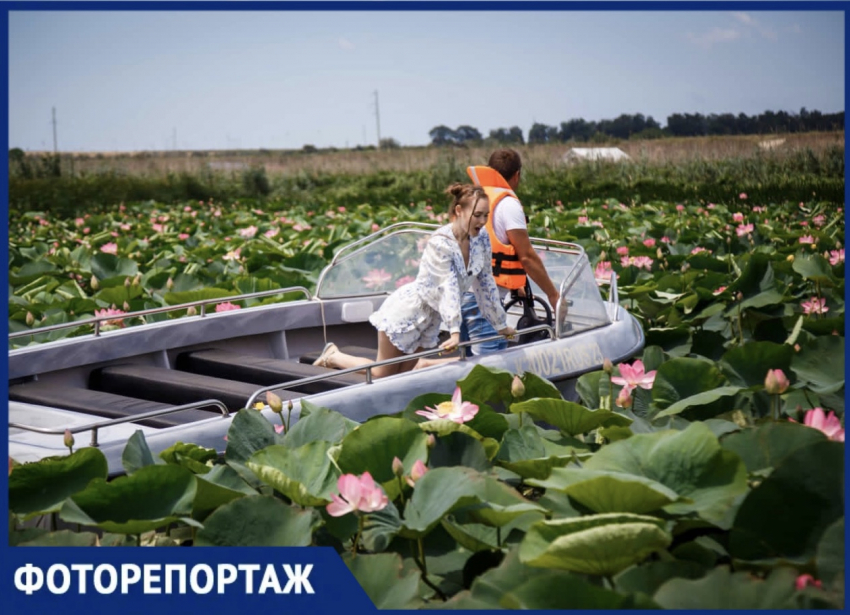 В «Долину лотосов» вблизи Новороссийска едут со всей России