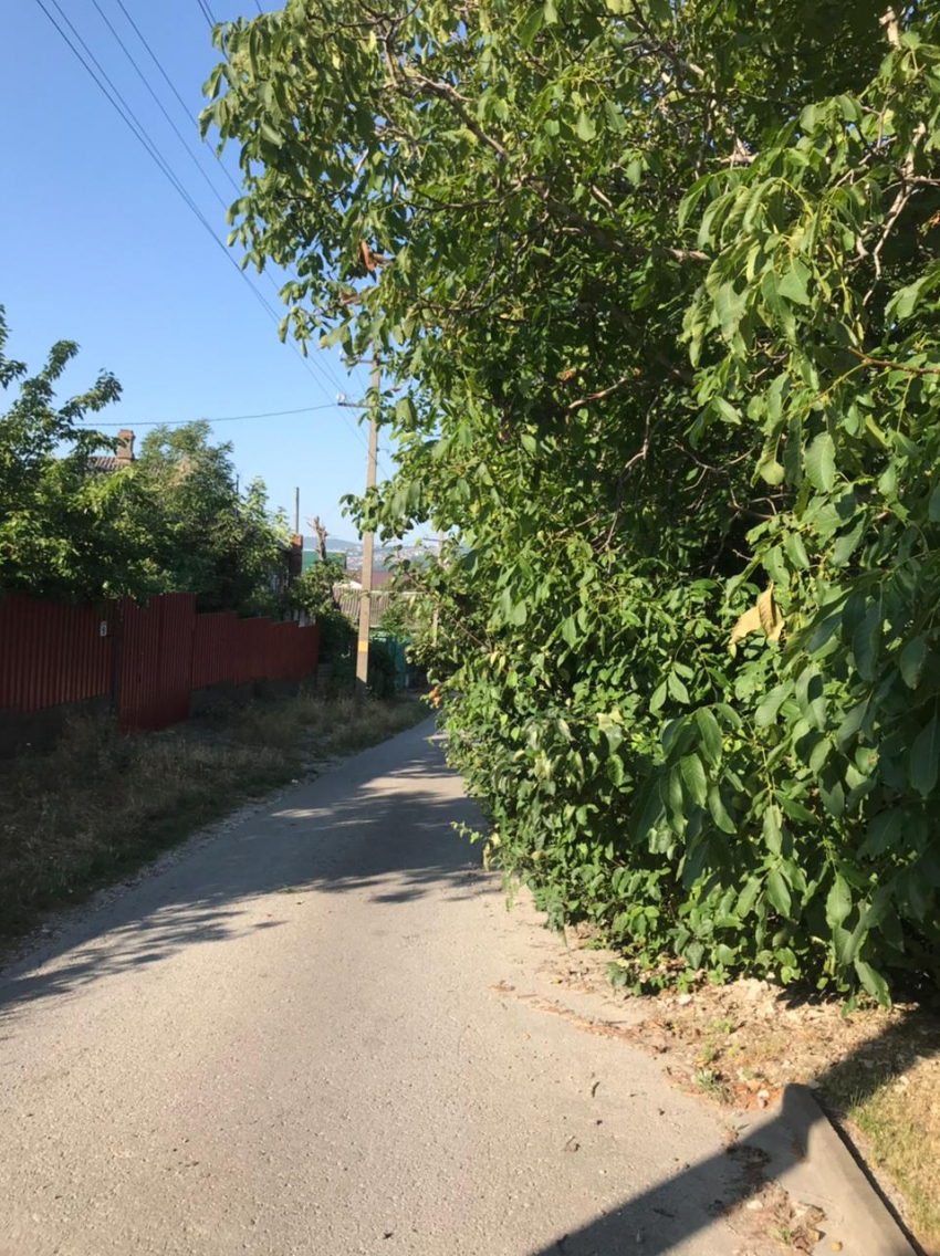 Дерево может спровоцировать аварию на улице Новороссийска 