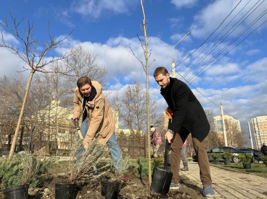 Можжевельник, клен, лаванда: в Новороссийске стартовала программа комплексного озеленения города