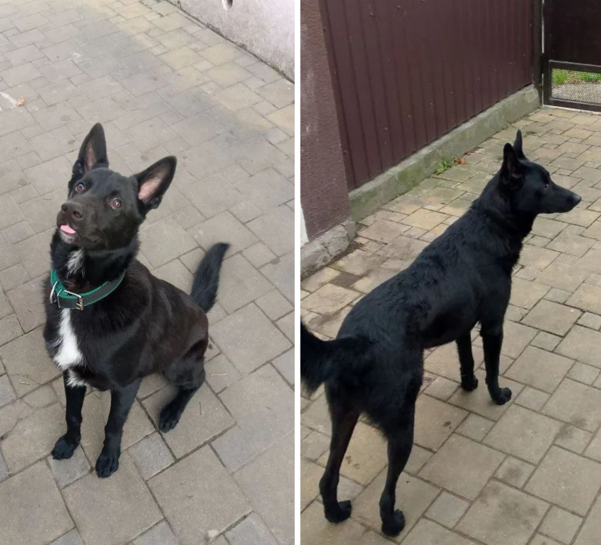  В Новогоднюю ночь пес из Новороссийска испугался салюта и сбежал: хозяева ищут питомца