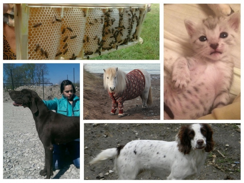 Топ-5 самых дорогих домашних животных с avito в Новороссийске