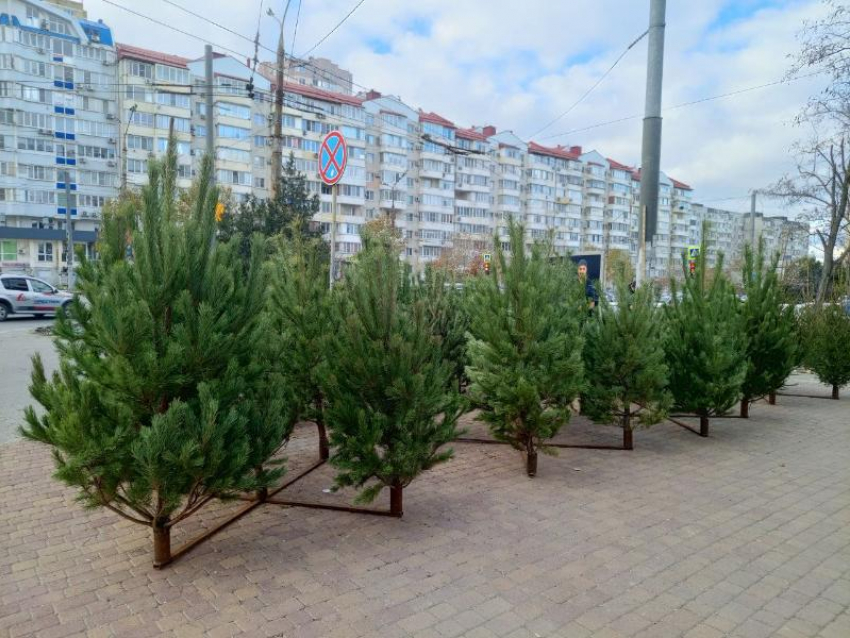 Новороссиец срубил леса на полтора миллиона рублей