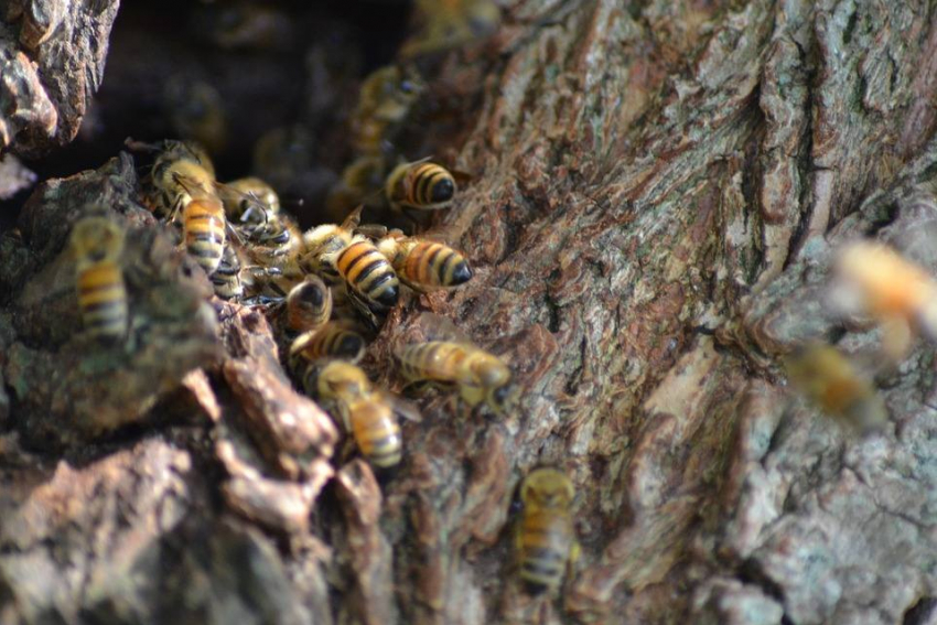 Пчелы атаковали детскую площадку в Новороссийске