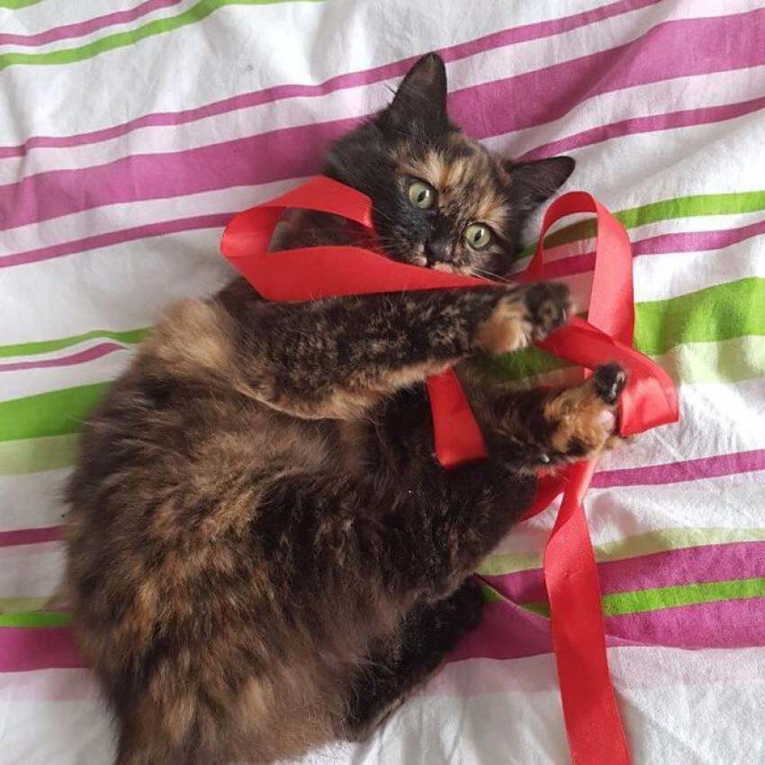 Бусинка - чудо в конкурсе «Самый красивый кот-2018"